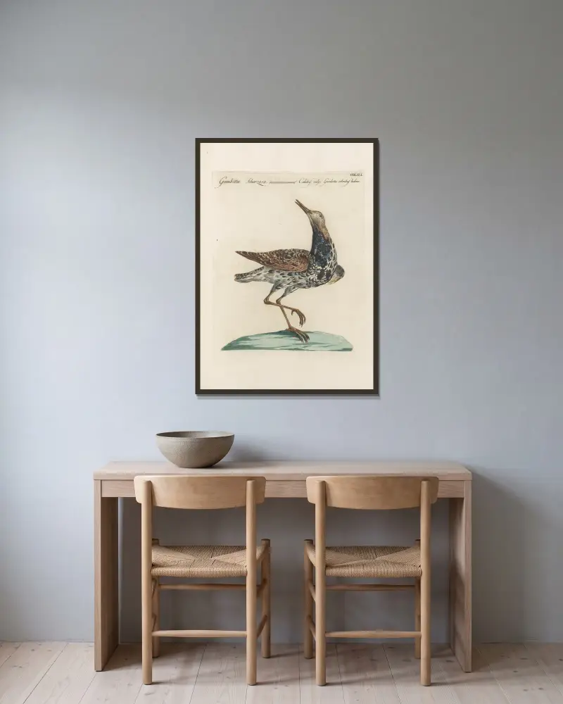Ornithologia methodice digesta Taf. 448 von Saverio Manetti gerahmt an einer Wand