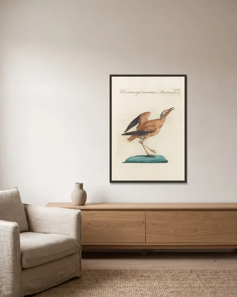 Ornithologia methodice digesta Pl.456 av Saverio Manetti inramad på en vägg