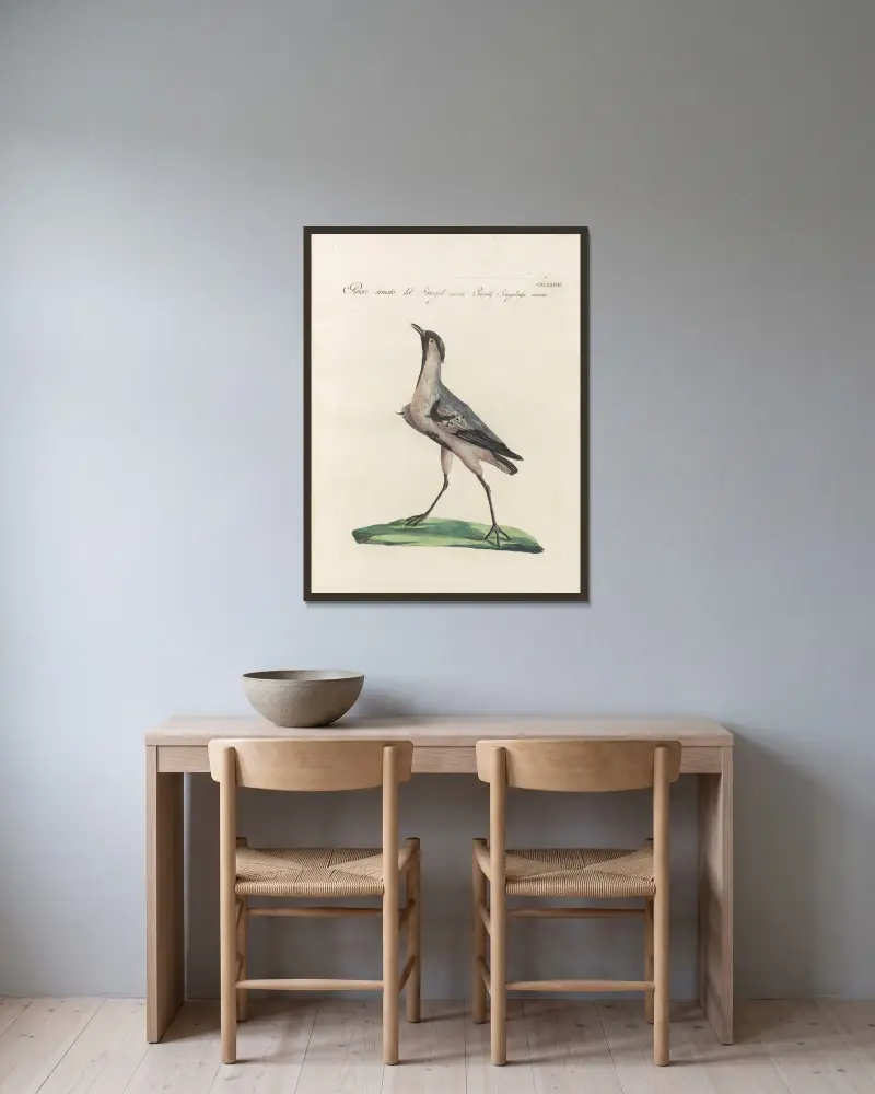 Ornithologia methodice digesta Pl.460 av Saverio Manetti inramad på en vägg