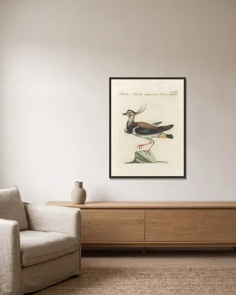 Ornithologia methodice digesta Pl.461, Saverio Manetti w ramie na ścianie