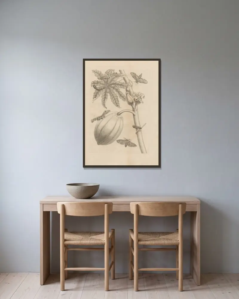 Dissertatio de generatione et metamorphosibus insectorum surinamensium, Taf. 64 von Maria Sibylla Merian gerahmt an einer Wand