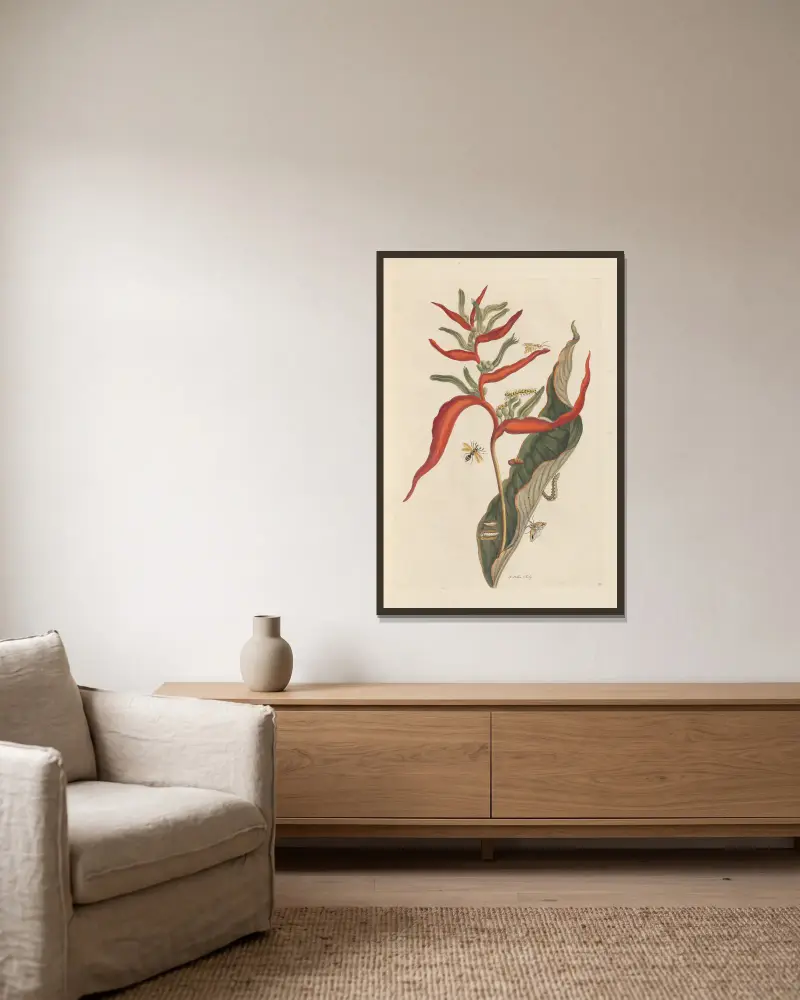 Abhandlung über die Fortpflanzung und Verwandlung der Insekten Surinams, Taf. 39 von Maria Sibylla Merian gerahmt an einer Wand
