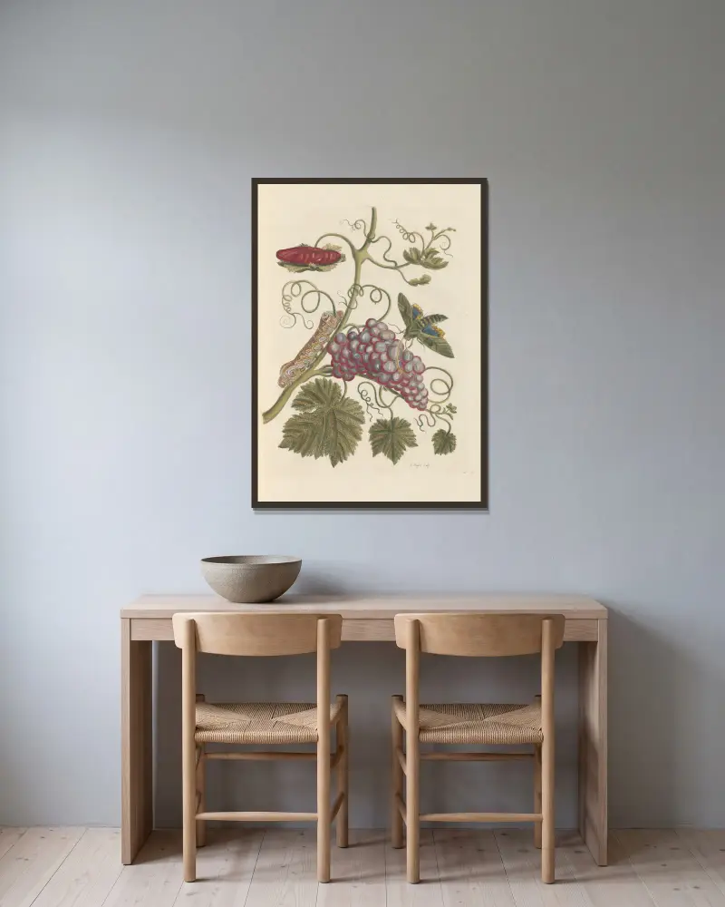 Abhandlung über die Erzeugung und Verwandlung der Insekten von Surinam Taf. 49 von Maria Sibylla Merian gerahmt an einer Wand