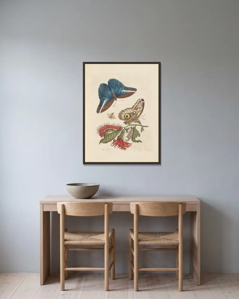 Abhandlung über die Fortpflanzung und Verwandlung der Insekten in Surinam, Taf. 48 von Maria Sibylla Merian gerahmt an einer Wand