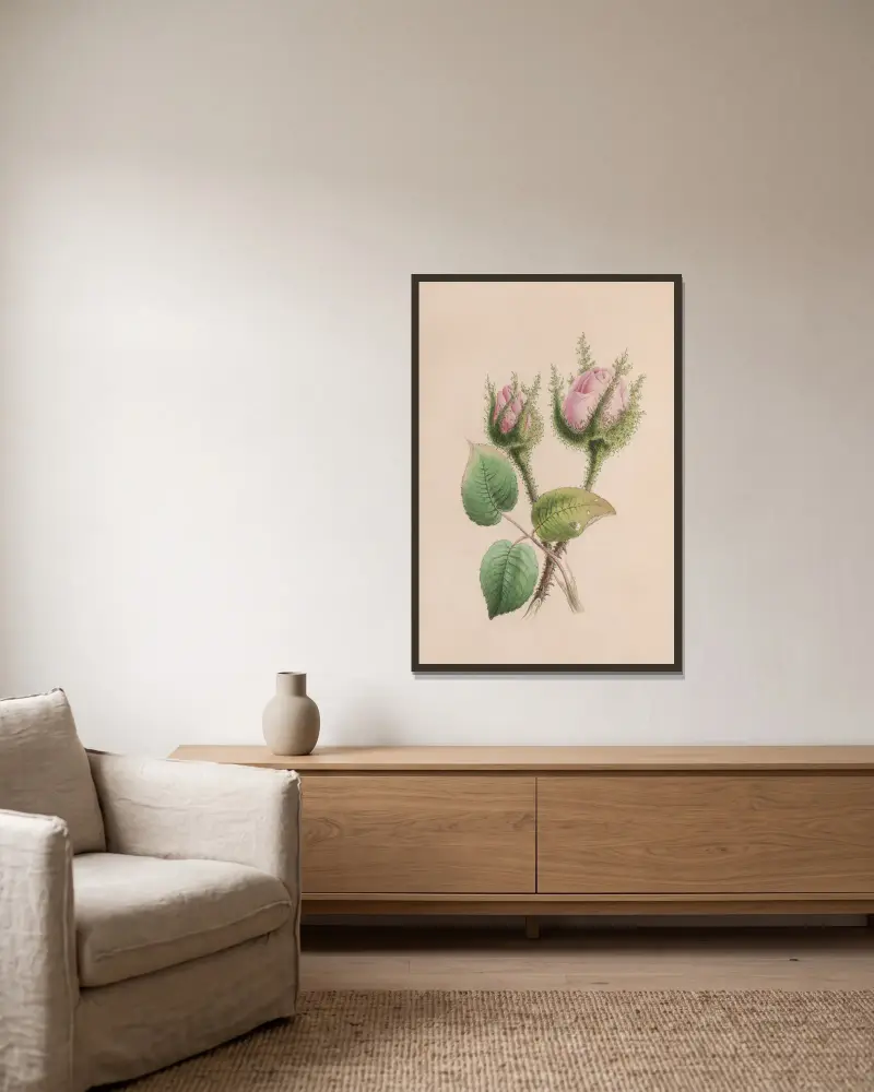 Musk Mallow av John Stevens Henslow inramad på en vägg
