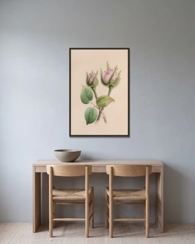 Musk Mallow av John Stevens Henslow inramad på en vägg