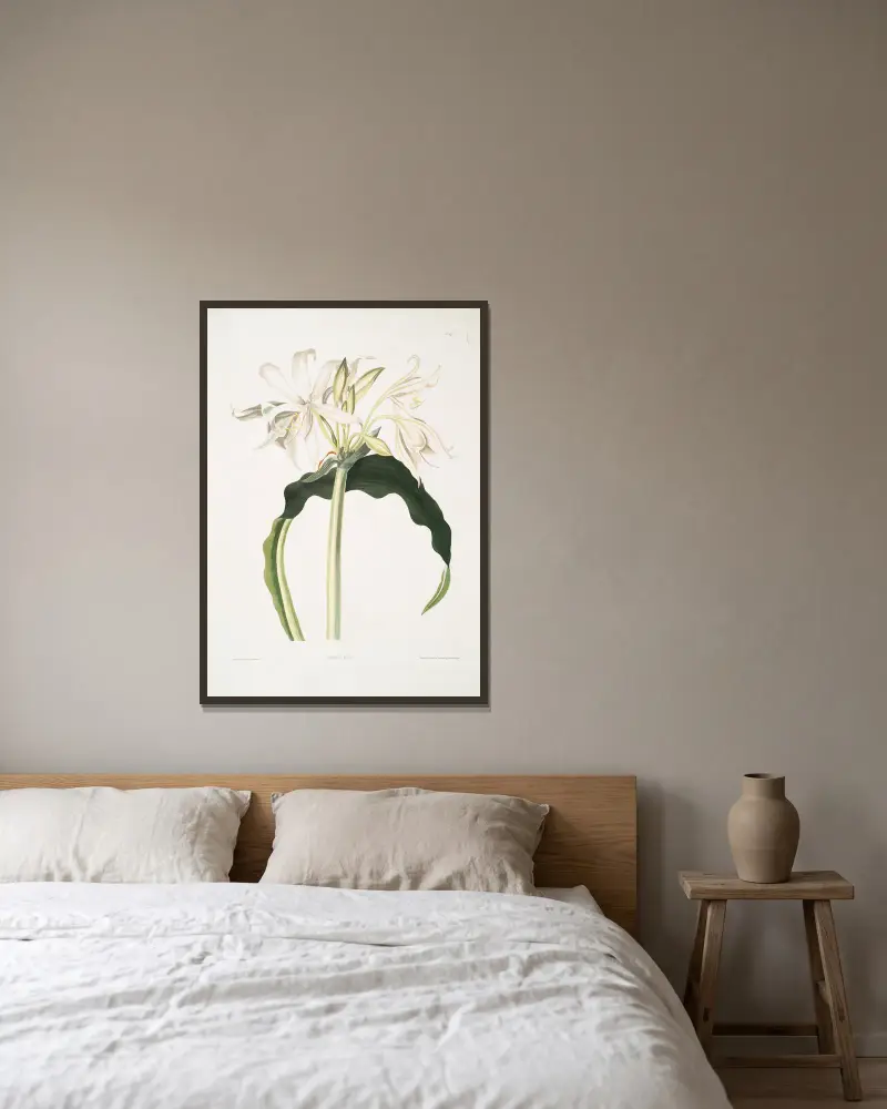 Amaryllis aulica von Priscilla Susan Bury gerahmt an einer Wand