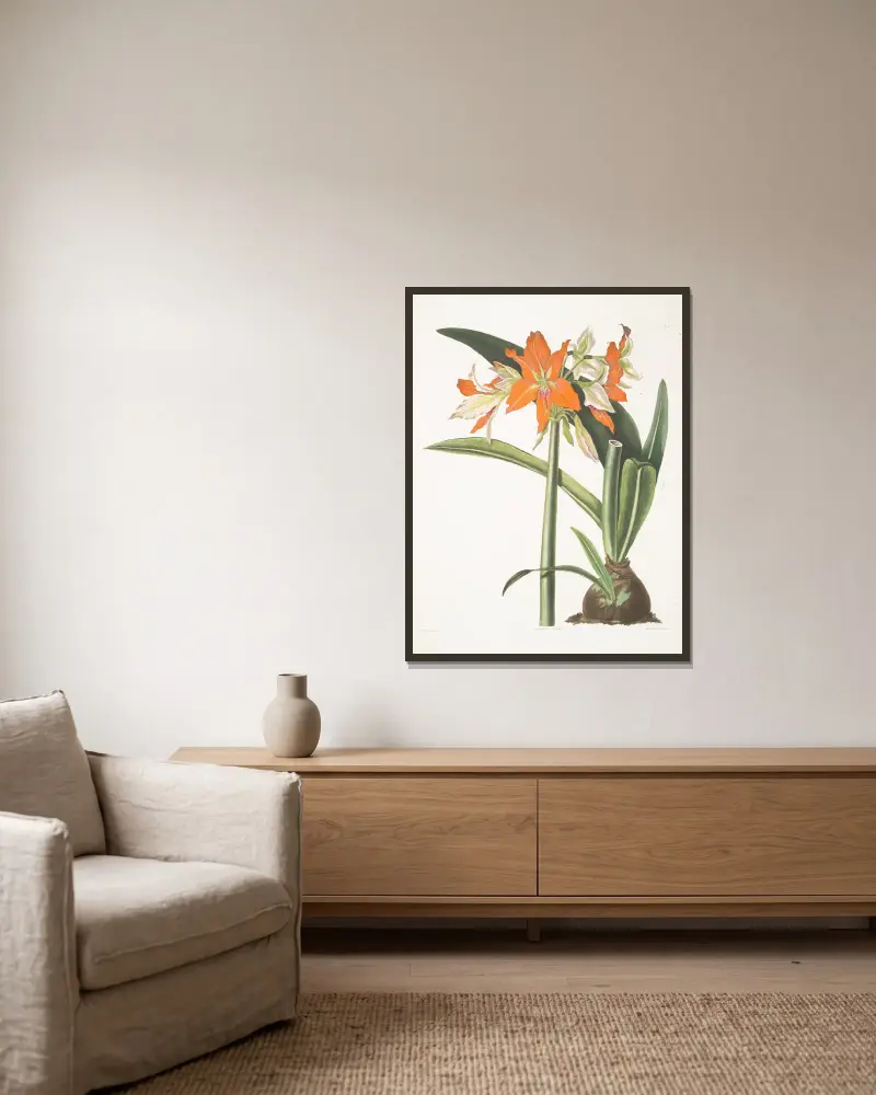 Amaryllis fulgida, 1834 – Nr. 1 von Priscilla Susan Bury gerahmt an einer Wand