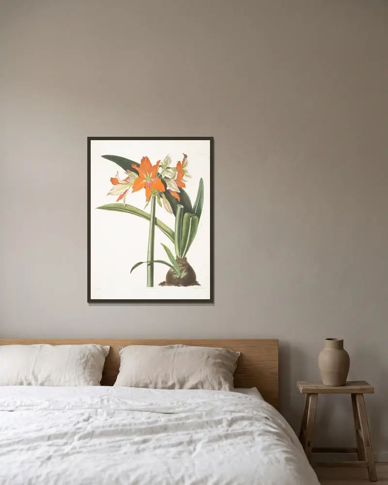 Amaryllis fulgida, 1834 – Nr. 1 von Priscilla Susan Bury gerahmt an einer Wand