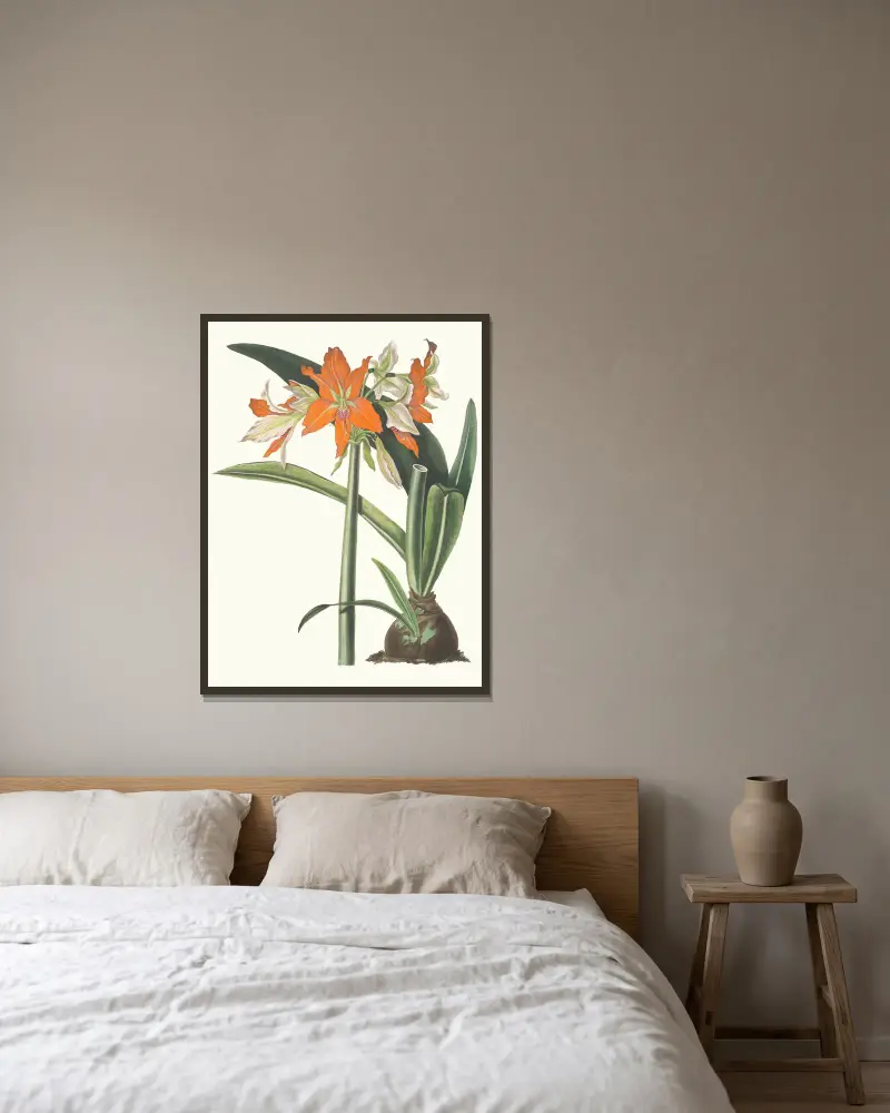 Amaryllis Fulgida, 1834 – Nr. 2 von Priscilla Susan Bury gerahmt an einer Wand