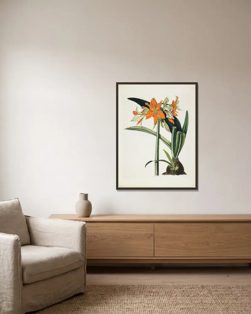 Amaryllis fulgida (Pruhovaná amarylis), 1831, Priscilla Susan Bury v rámu na stěně