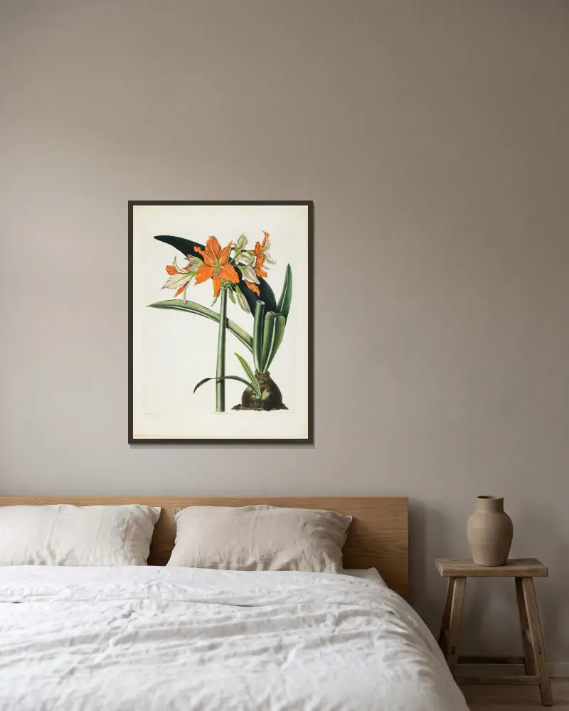 Amaryllis fulgida (Pruhovaná amarylis), 1831, Priscilla Susan Bury v rámu na stěně