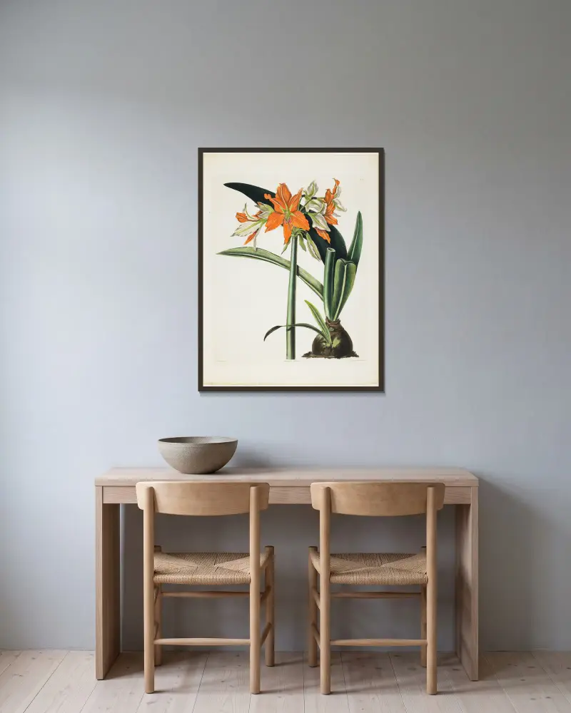 Amaryllis fulgida (Pruhovaná amarylis), 1831, Priscilla Susan Bury v rámu na stěně
