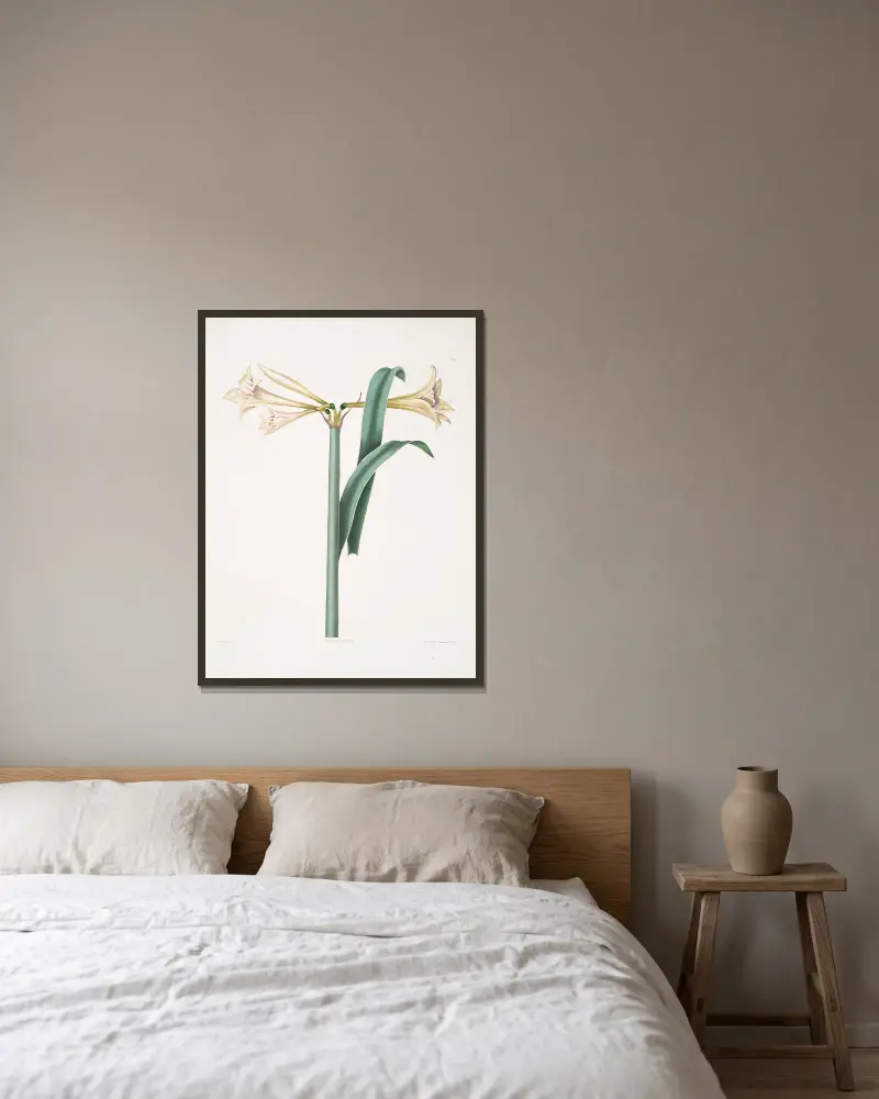 Amaryllis Harrisoni, Priscilla Susan Bury v rámu na stěně