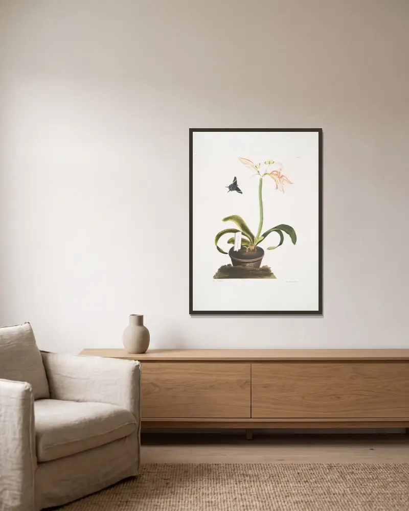 Amaryllis miniata, Priscilla Susan Bury v rámu na stěně