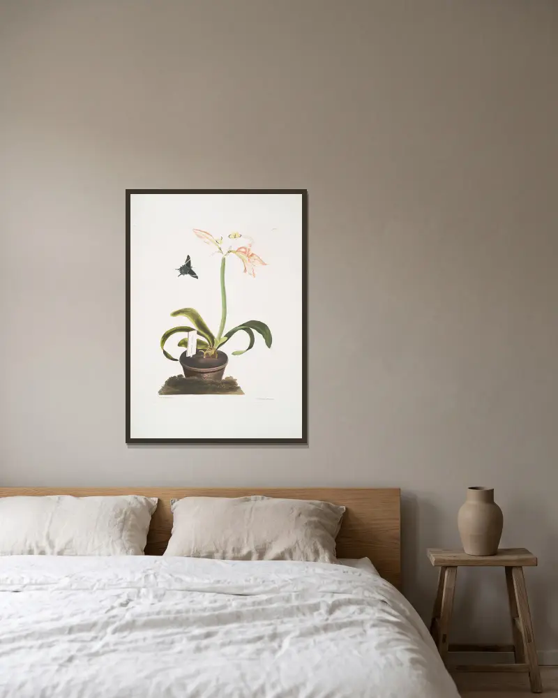 Amaryllis miniata, Priscilla Susan Bury v rámu na stěně