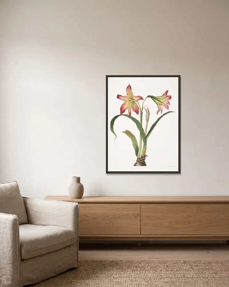 Amaryllis psittacina (Papegojblomma) av Priscilla Susan Bury inramad på en vägg