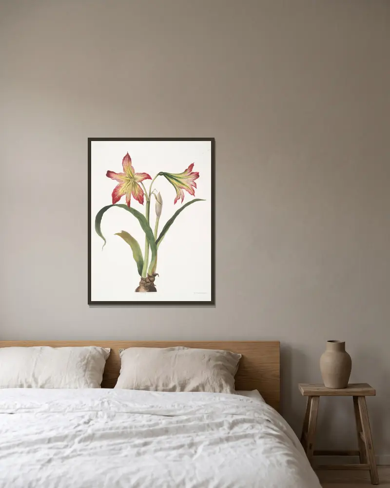 Amaryllis psittacina (Papegojblomma) av Priscilla Susan Bury inramad på en vägg