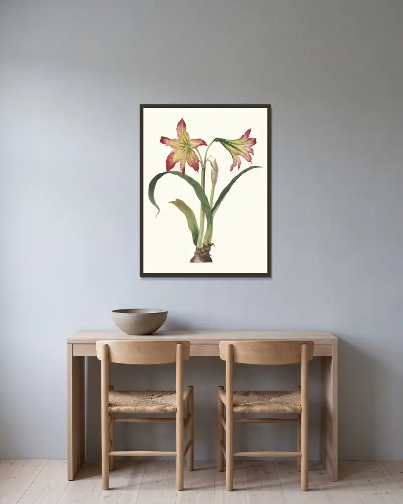 Amaryllis Psittacina, Priscilla Susan Bury v rámu na stěně