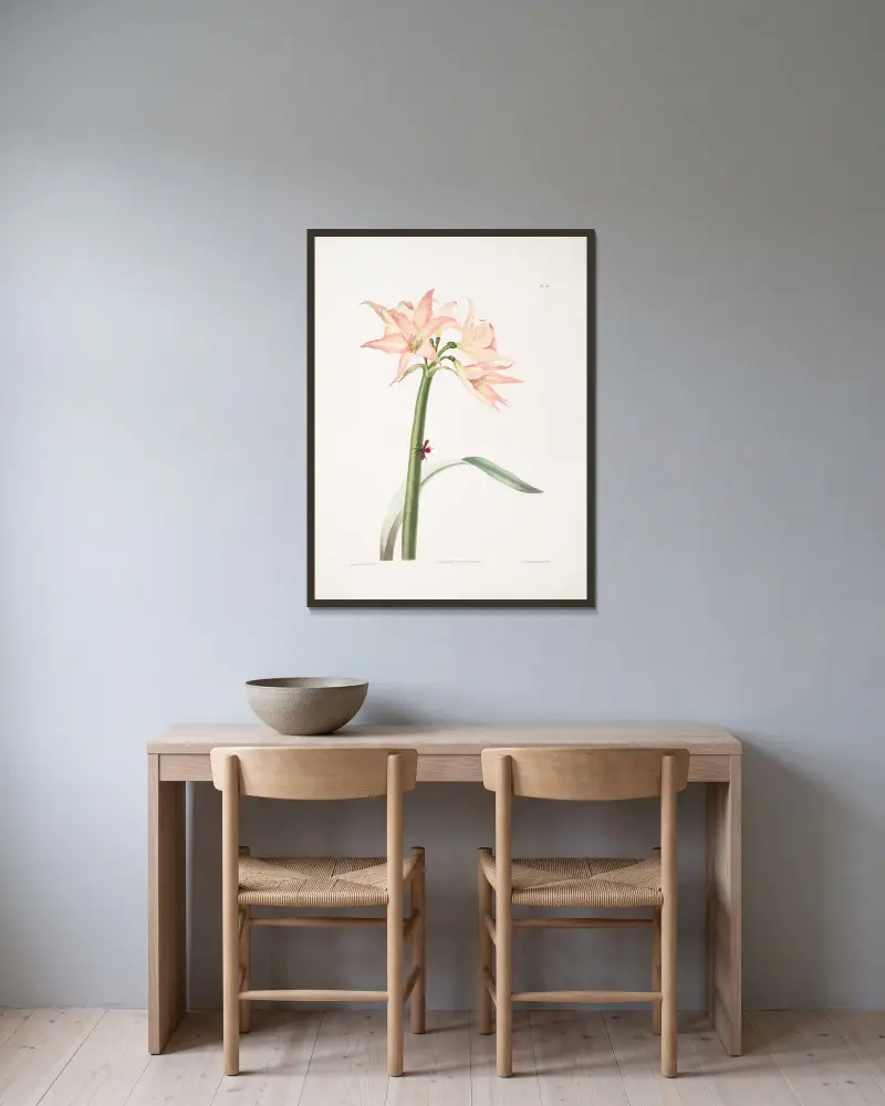 Amaryllis pulverulenta, Hippeastrum pulverulentum, Amaryllis acuminata von Priscilla Susan Bury gerahmt an einer Wand