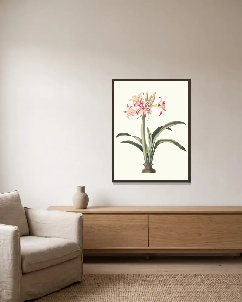 Amaryllis Superba (Vittata), 1834 – Nr. 2, Priscilla Susan Bury v rámu na stěně