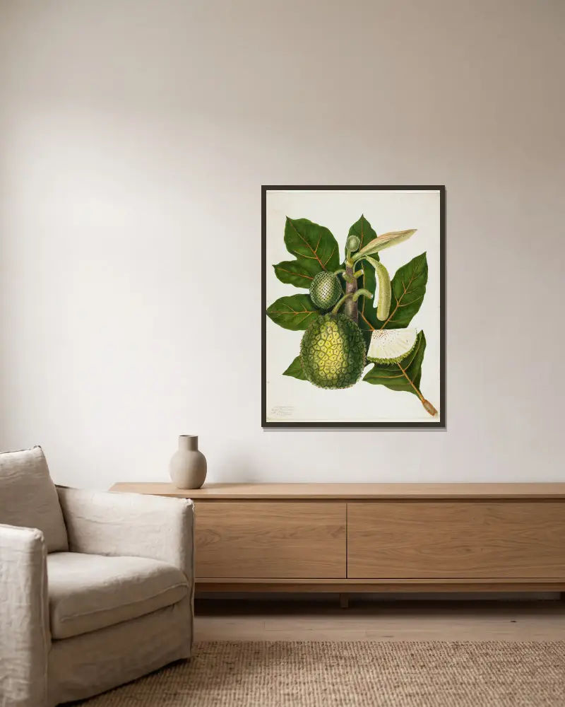 Artocarpus Incisa (Pravý chlebovník z Filipín), Priscilla Susan Bury v rámu na stěně