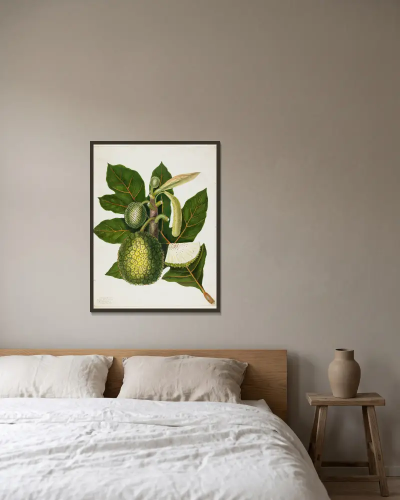 Artocarpus Incisa (Pravý chlebovník z Filipín), Priscilla Susan Bury v rámu na stěně