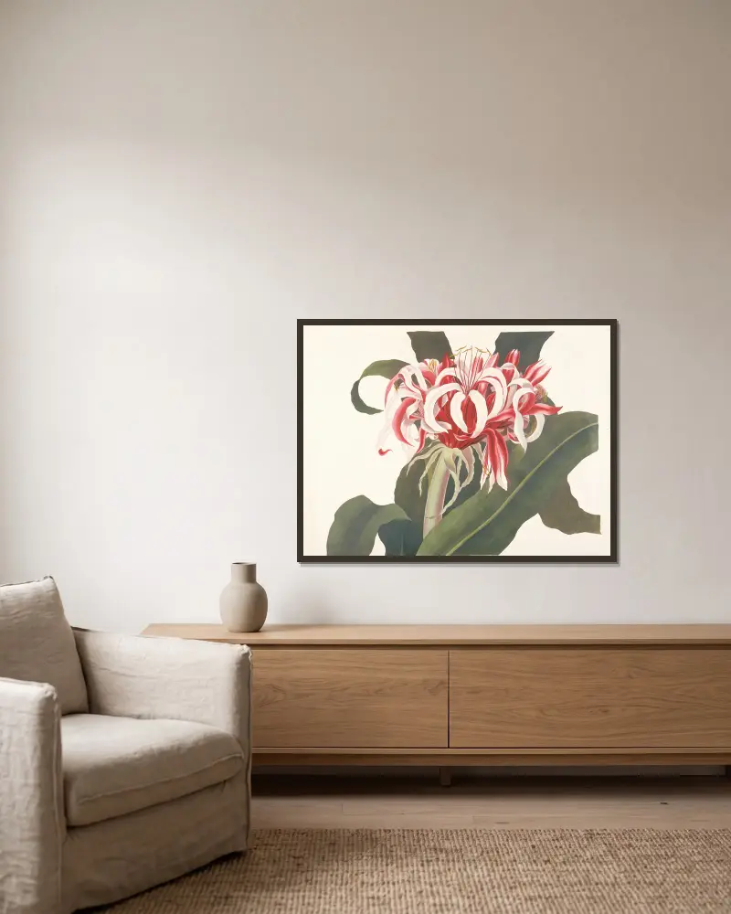 Crinum augustum (Riesen-Spinnenlilie, Queen-Emma-Lilie) von Priscilla Susan Bury gerahmt an einer Wand