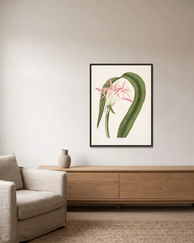 Crinum cruentum von Priscilla Susan Bury gerahmt an einer Wand