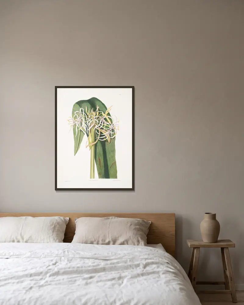 Crinum declinatum, Priscilla Susan Bury w ramie na ścianie