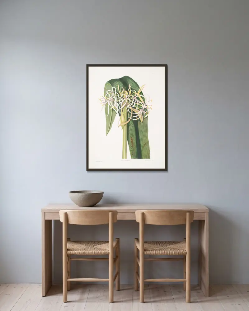 Crinum declinatum, Priscilla Susan Bury w ramie na ścianie