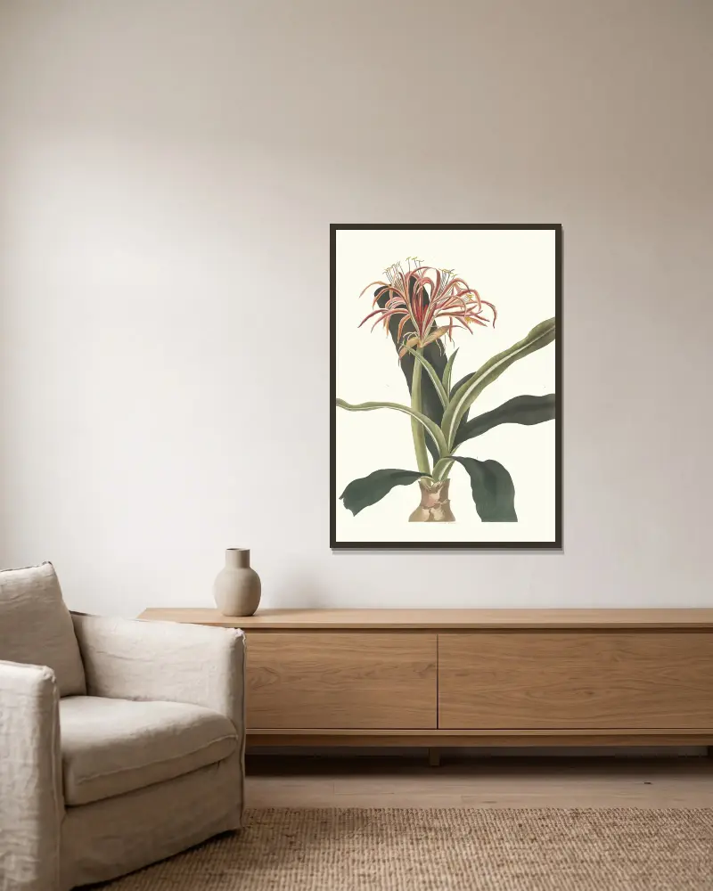 Crinum hybridum, pedunculatum och zeylanicum av Priscilla Susan Bury inramad på en vägg