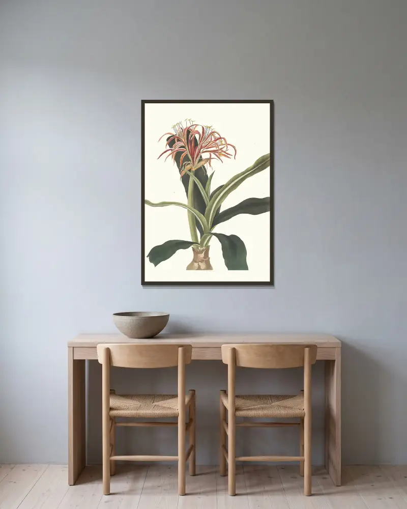 Crinum hybridum, pedunculatum och zeylanicum av Priscilla Susan Bury inramad på en vägg