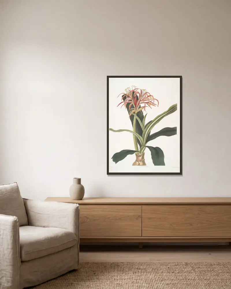 Crinum hybridum, pedunculatum och zeylanicum av Priscilla Susan Bury inramad på en vägg
