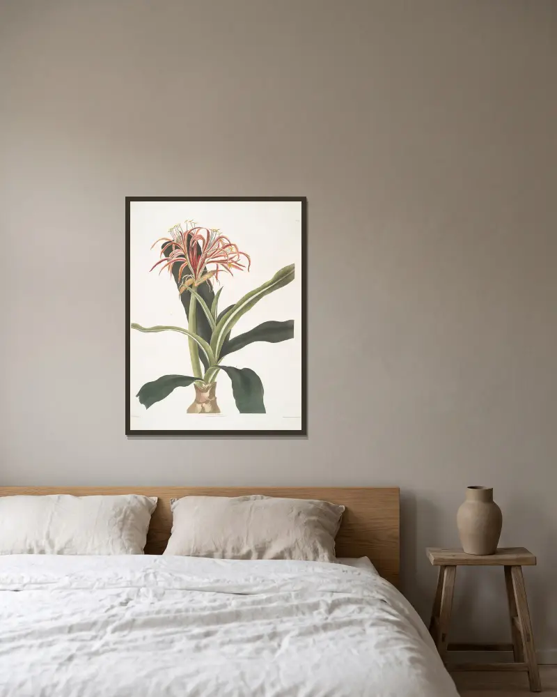 Crinum hybridum, pedunculatum och zeylanicum av Priscilla Susan Bury inramad på en vägg
