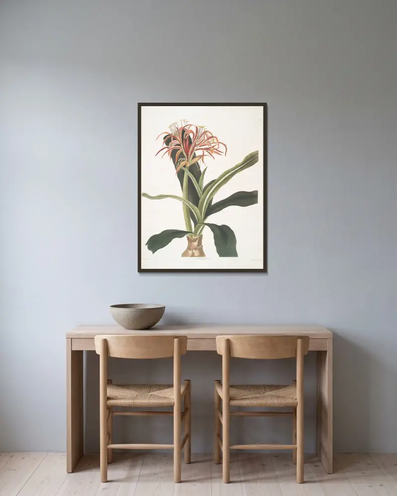Crinum hybridum, pedunculatum och zeylanicum av Priscilla Susan Bury inramad på en vägg