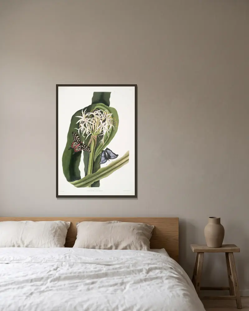 Crinum pedunculatum (flodlilja) – 1. Papilio antenor, 2. Papilio menelaus (fjärilar) av Priscilla Susan Bury inramad på en vägg
