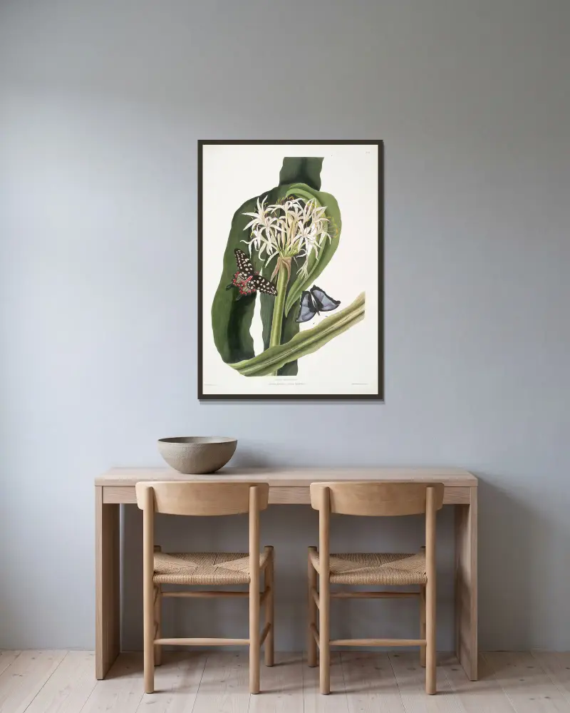 Crinum pedunculatum (flodlilja) – 1. Papilio antenor, 2. Papilio menelaus (fjärilar) av Priscilla Susan Bury inramad på en vägg