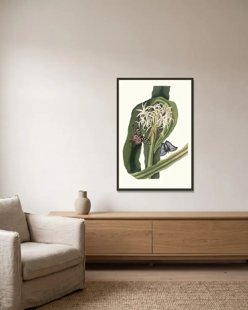 Crinum pedunculatum (Flusslilie) von Priscilla Susan Bury gerahmt an einer Wand