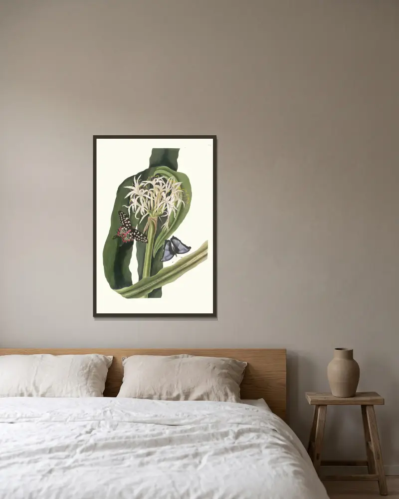 Crinum pedunculatum (Flusslilie) von Priscilla Susan Bury gerahmt an einer Wand