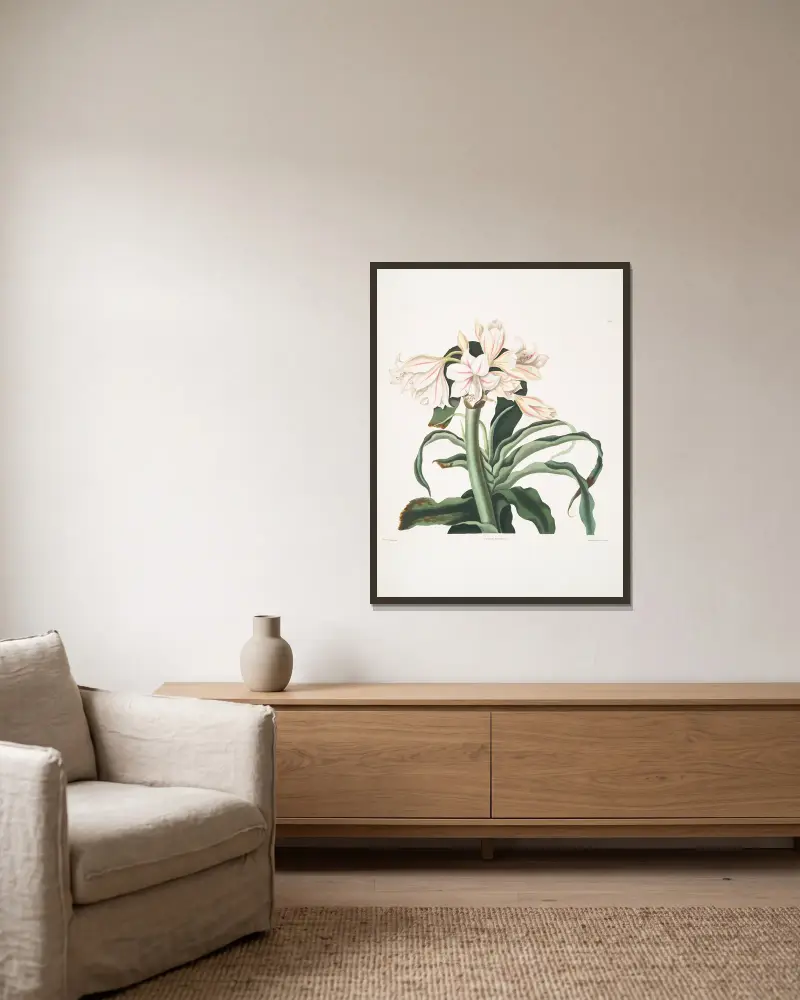 Crinum scabrum von Priscilla Susan Bury gerahmt an einer Wand