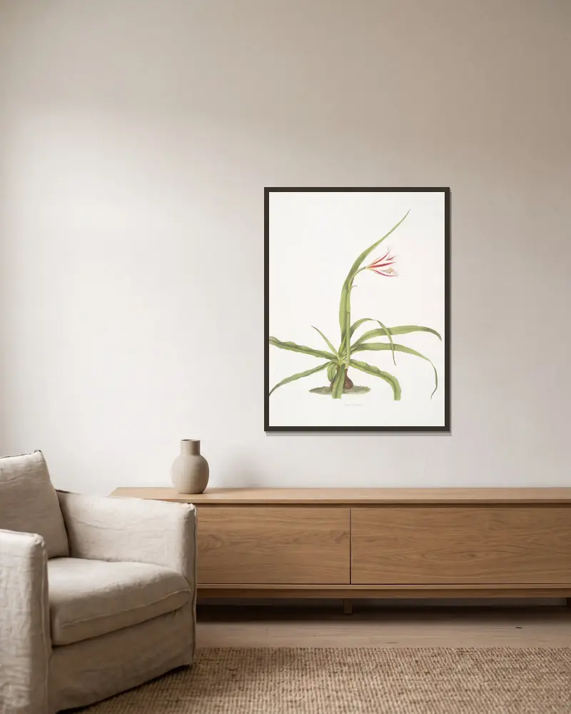 Crinum yuccæides von Priscilla Susan Bury gerahmt an einer Wand