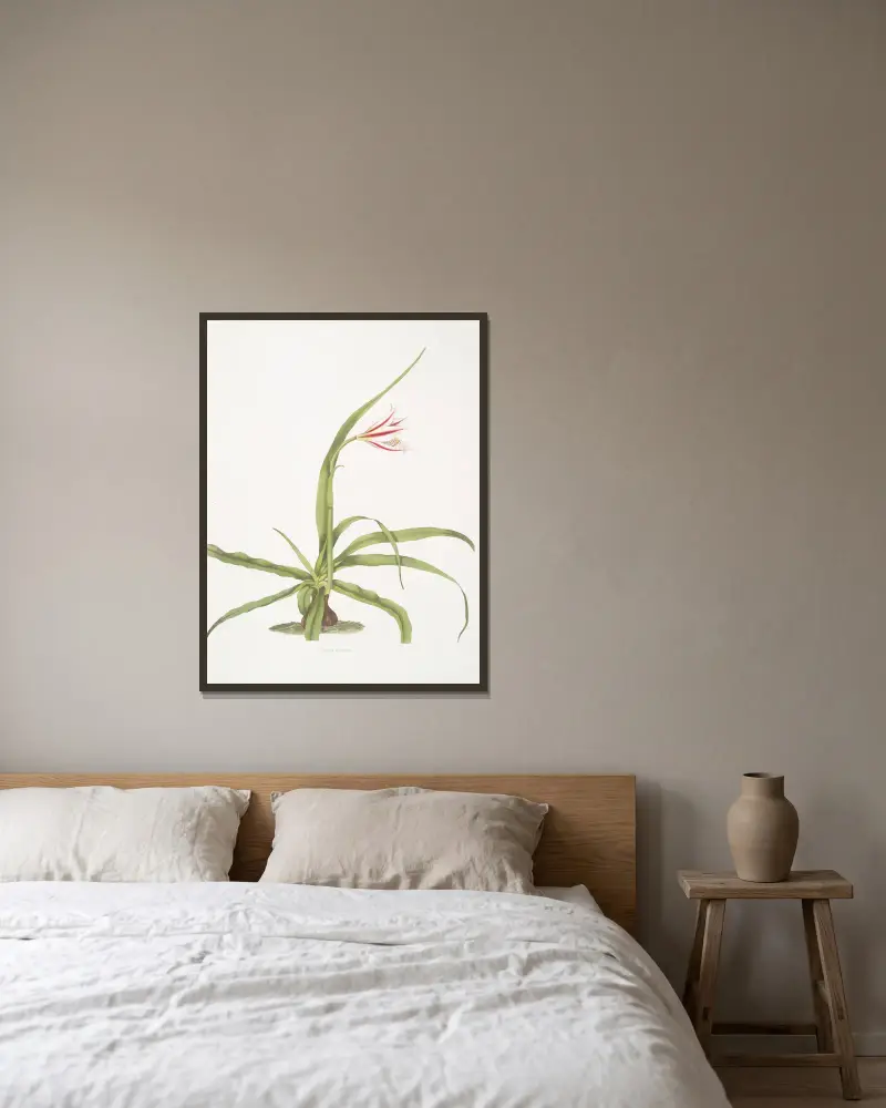 Crinum yuccæides von Priscilla Susan Bury gerahmt an einer Wand