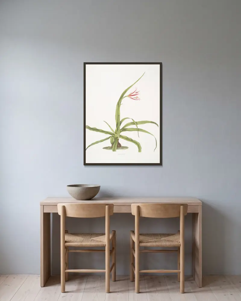 Crinum yuccæides von Priscilla Susan Bury gerahmt an einer Wand