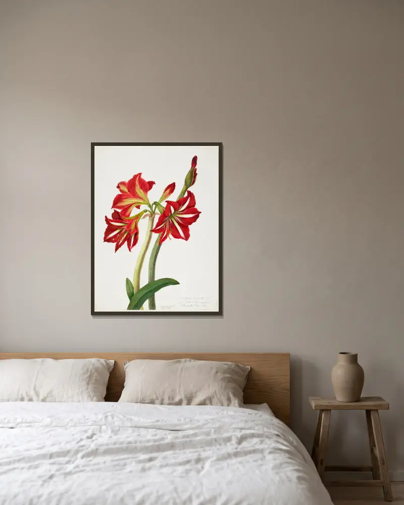 E.F. Seedling Amaryllis 1819 av Priscilla Susan Bury inramad på en vägg