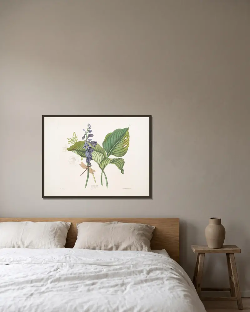 Hemerecallis caerulea, Hemerecallis japonica, Libellula anquis Harris, engelsk trollslända av Priscilla Susan Bury inramad på en vägg