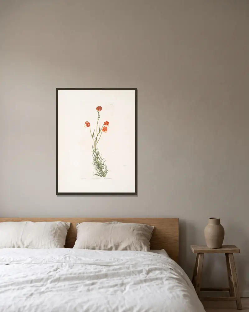 Lilium pyrenaicum, Priscilla Susan Bury v rámu na stěně