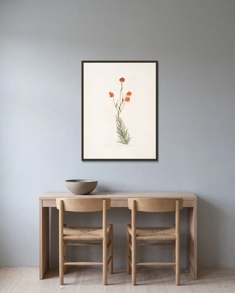 Lilium pyrenaicum, Priscilla Susan Bury v rámu na stěně