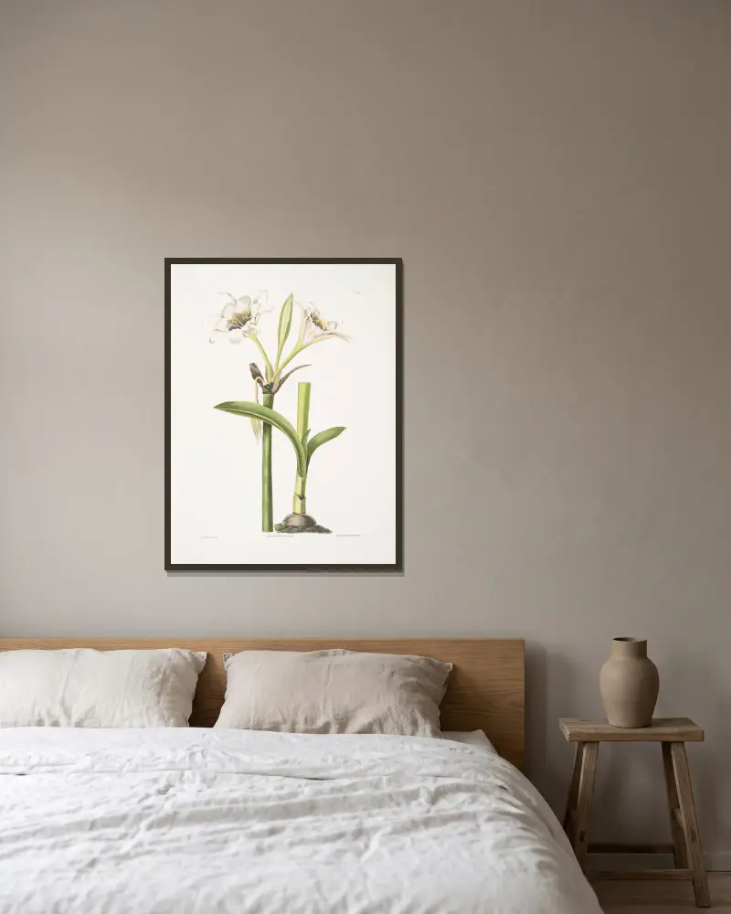 Pancratium calathinum von Priscilla Susan Bury gerahmt an einer Wand