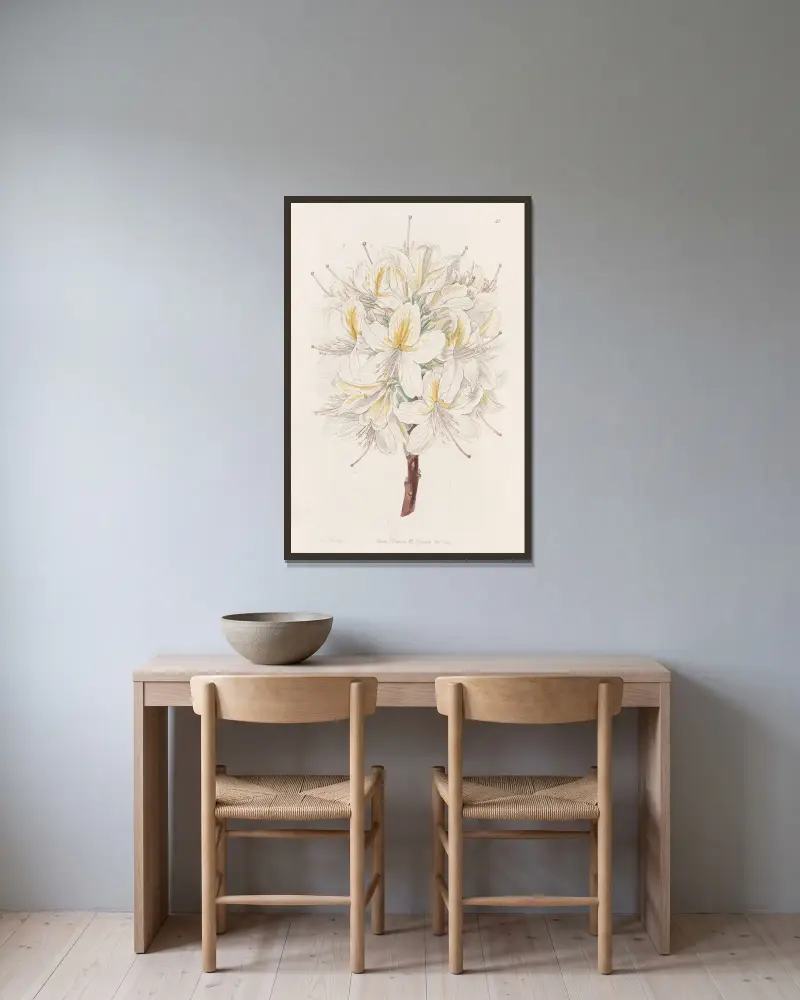 Azalea Laetitiae, Sydenham Edwards v rámu na stěně